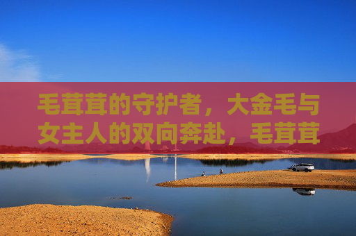 毛茸茸的守护者，大金毛与女主人的双向奔赴，毛茸茸守护，金毛与主人的双向奔赴