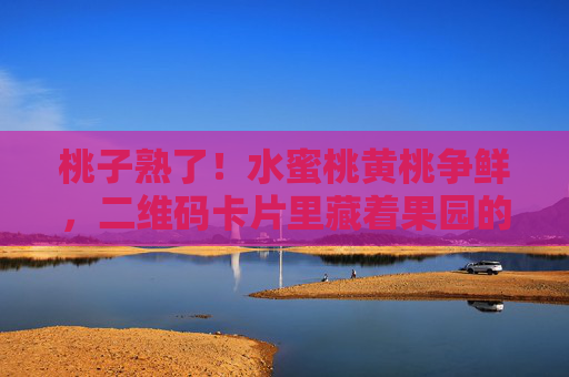 桃子熟了！水蜜桃黄桃争鲜，二维码卡片里藏着果园的故事，桃子熟了！水蜜桃黄桃争鲜，二维码里藏着果园故事