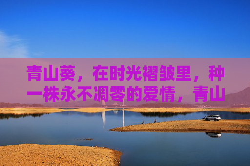 青山葵,在时光褶皱里,种一株永不凋零的爱情,青山葵在时光褶皱种一株不凋之恋 青山葵,在时光褶皱里,种一株永不凋零的爱情,青山葵在时光褶皱种一株不凋之恋