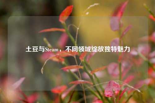 土豆与Steam，不同领域绽放独特魅力