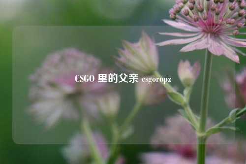 CSGO 里的父亲 csgoropz